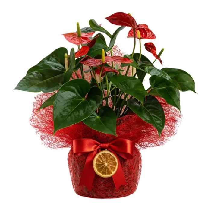 Saksıda Kırmızı Antoryum Çiçeği 40 Cm
