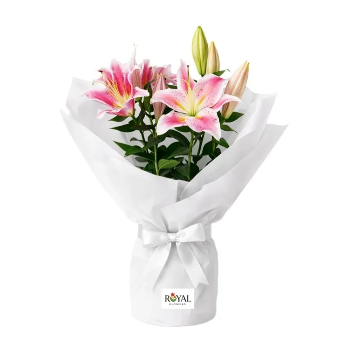 Saksıda Kokulu İthal Pembe Lilyum 40 Cm