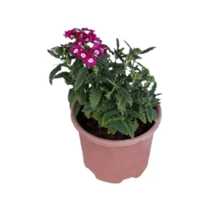 Saksıda Mine Çiçeği 15 Cm