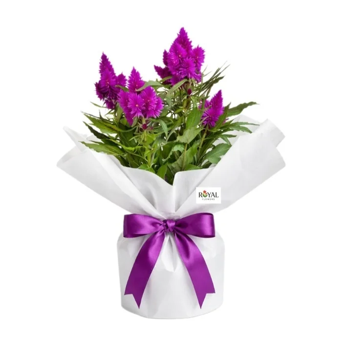 Saksıda Mor Horoz İbiği Celosia 40 Cm