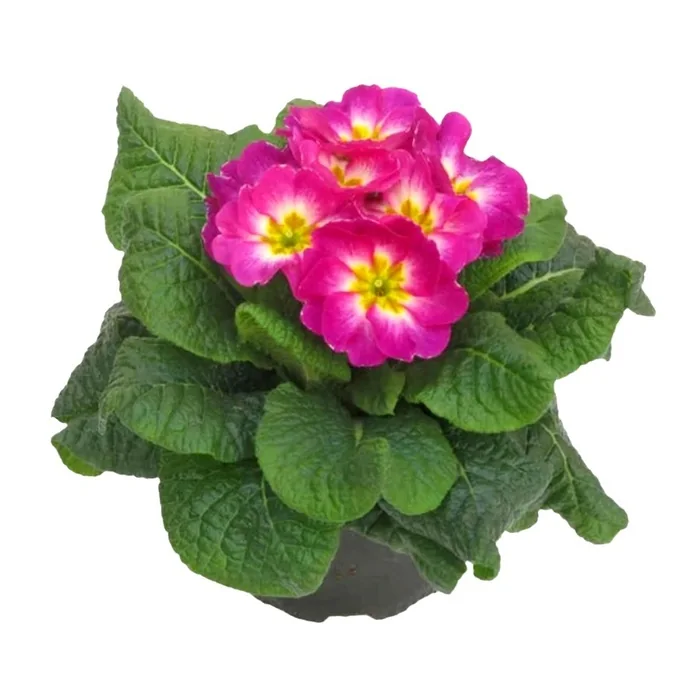 Saksıda Pembe Çuha Çiçeği 15 Cm