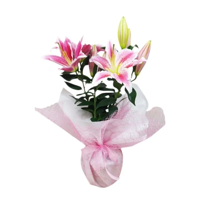 Saksıda Pembe Lilyum Zambak