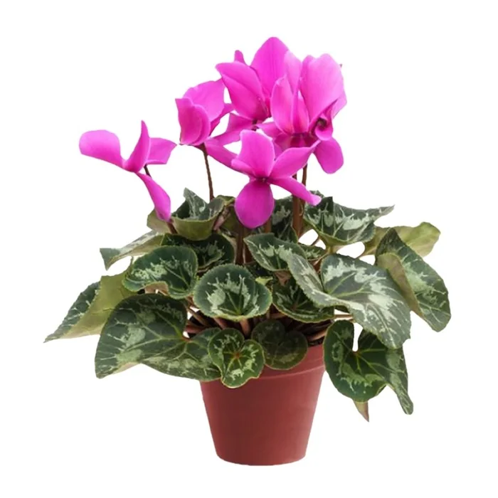 Saksıda Pembe Siklamen Çiçeği 25 Cm