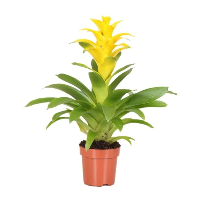 Saksıda Sarı Guzmanya Çiçeği 40 Cm