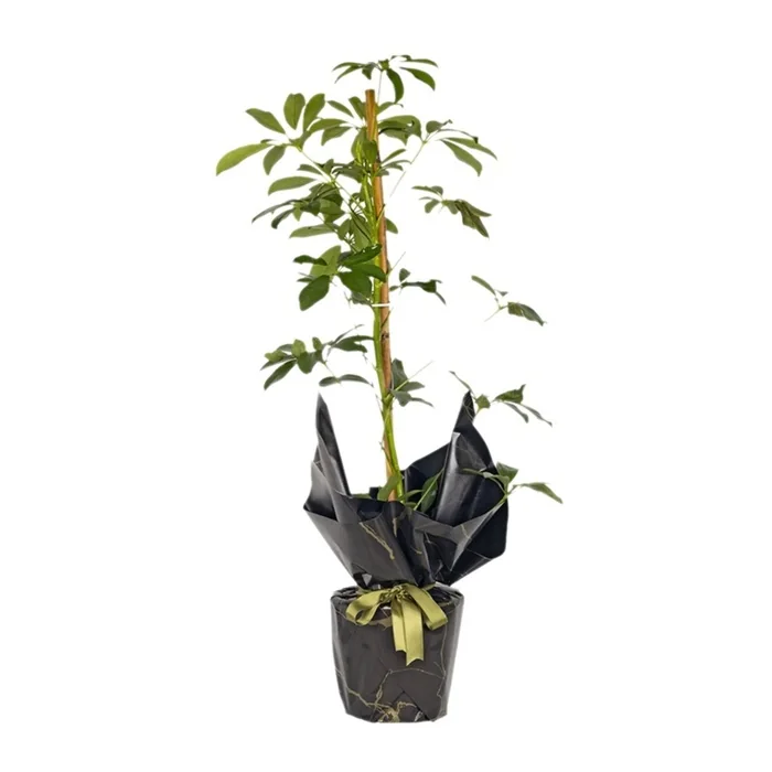 Saksıda Schefflera Bitkisi 40 Cm