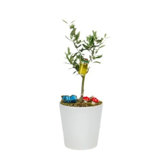 Saksıda Zeytin Ağacı Bonsai
