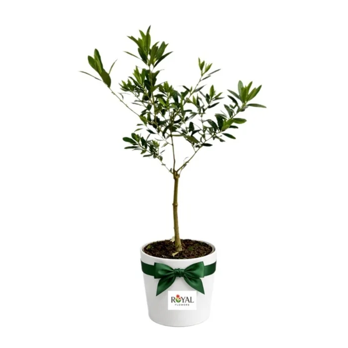 Saksıda Zeytin Ağacı Yeşil Kurdeleli Dekoratif Canlı Ağaç 40 Cm