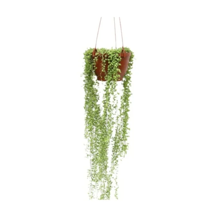 Senecio Rowleyanus Tesbih Çiçeği 40 Cm