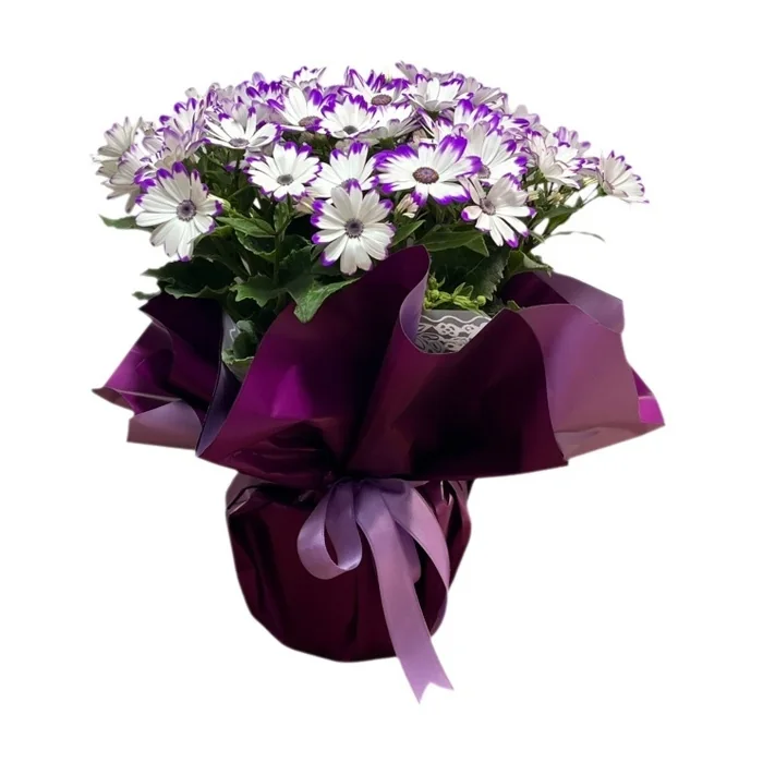 Sindirella Çiçeği Mor Renk 25 Cm