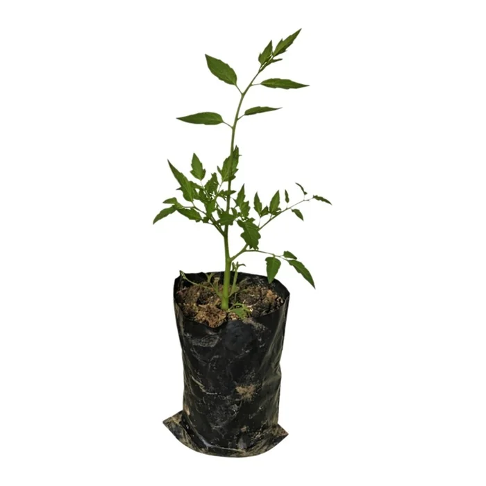 Sırık Domates Fidesi 35 Cm