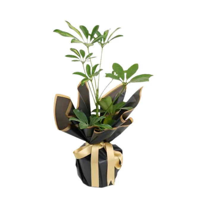 Siyah Buket Kağıdında Schefflera Tekli