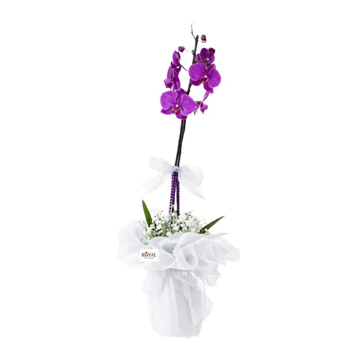 Tek Dal Mor Orkide 40 Cm