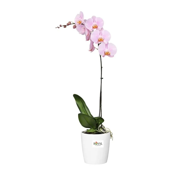 Tek Dal Pembe Orkide 40 Cm
