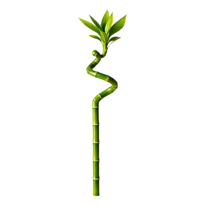 Tekli Şans Bambusu.40 Cm