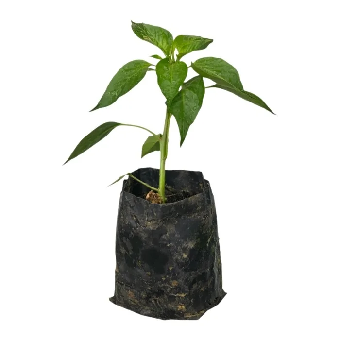 Yeşil Tatlı Biber Fidesi 20 Cm