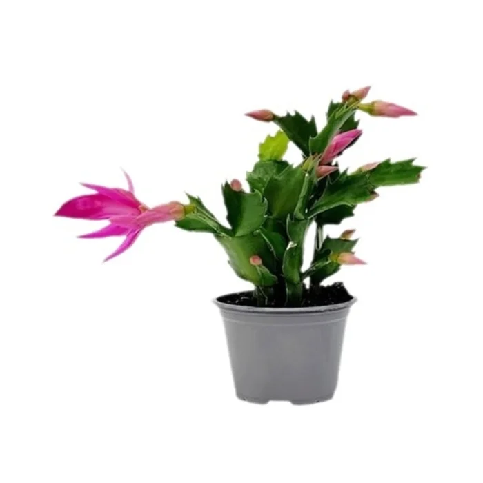 Yılbaşı Çiçeği 20 Cm