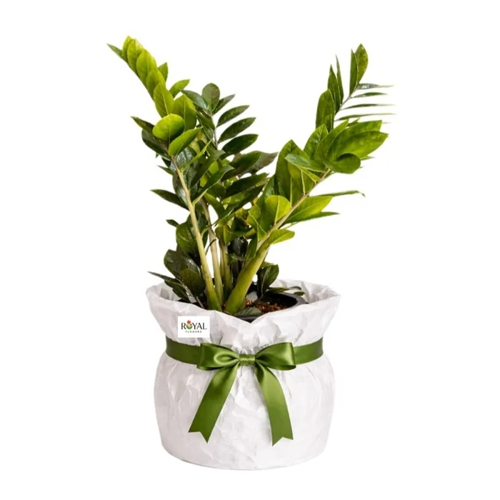 Zamioculcas Saksıda Zamia Bitkisi 40 Cm