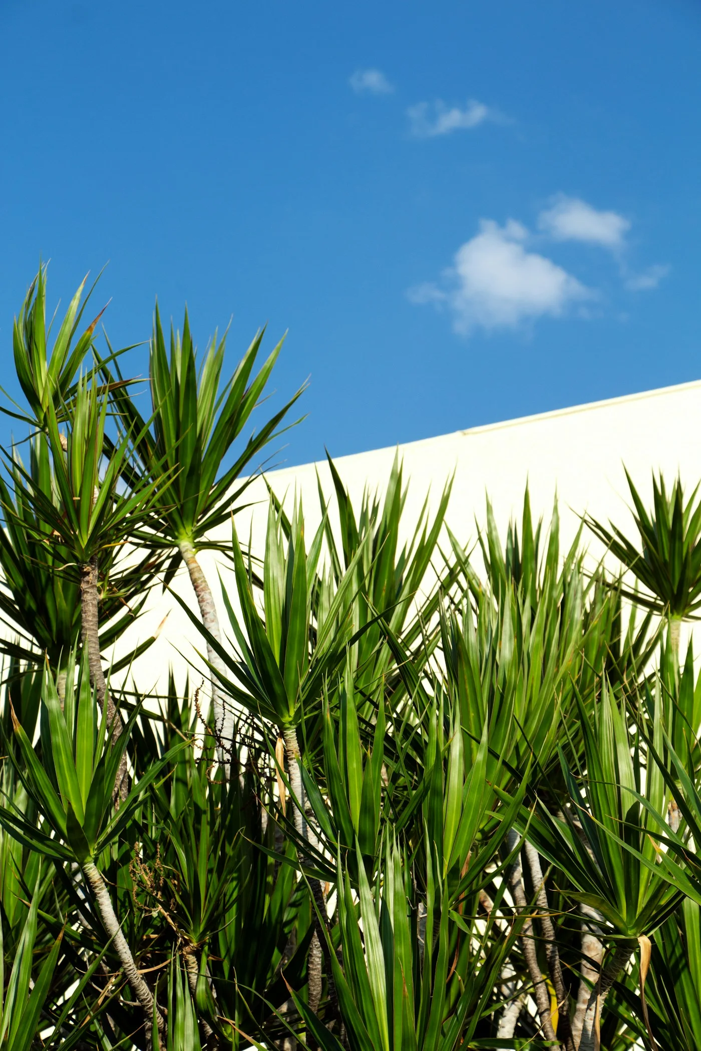 2’li Yucca