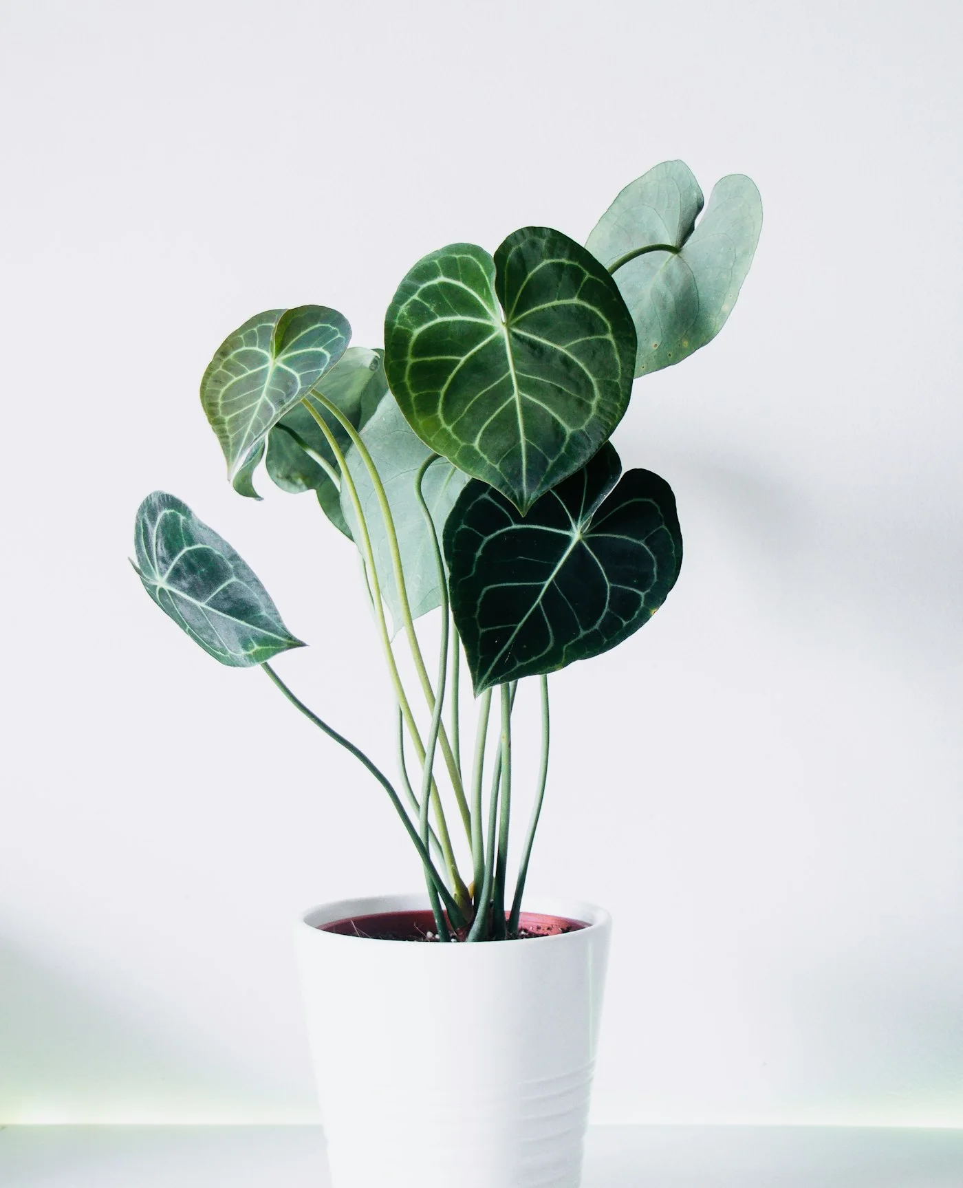 Anthurium (Antoryum) Bitkisi