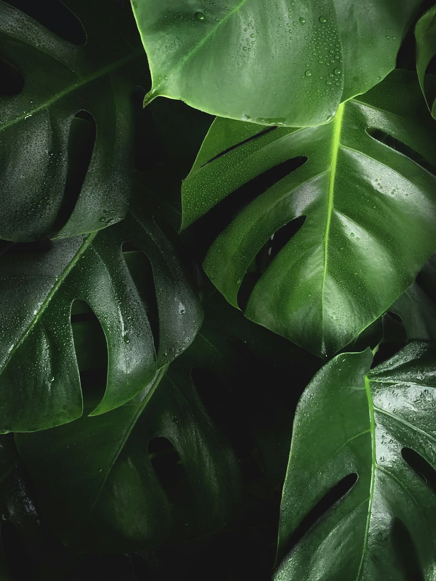 Deve Tabanı Monstera