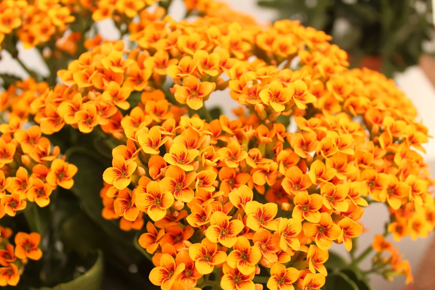Kalanchoe Saksı Çiçeği