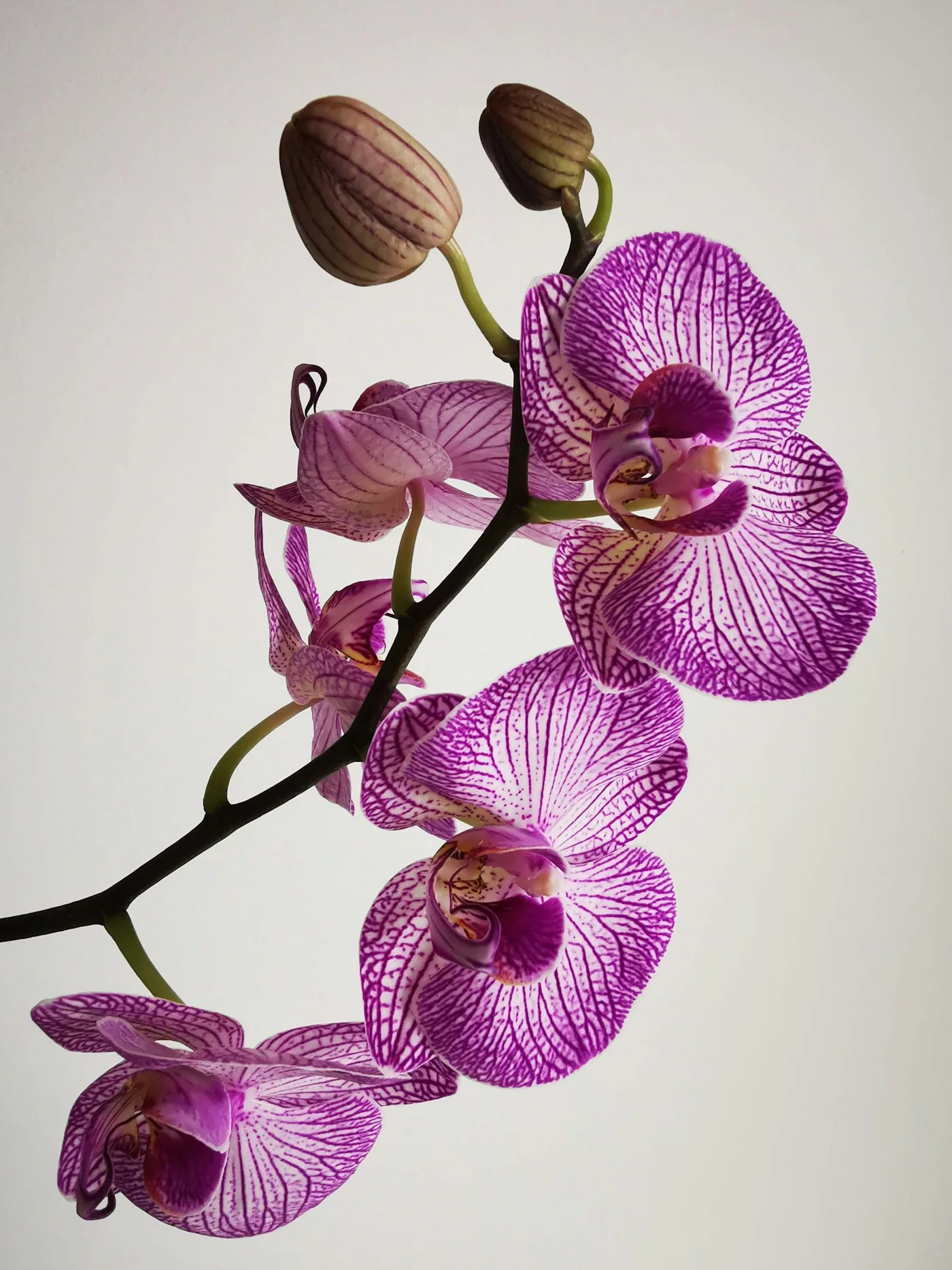 Orkide Phalaenopsis