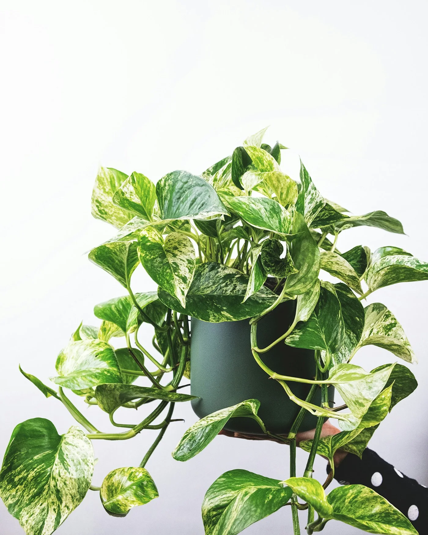 Pothos Sarmaşık Bitkisi