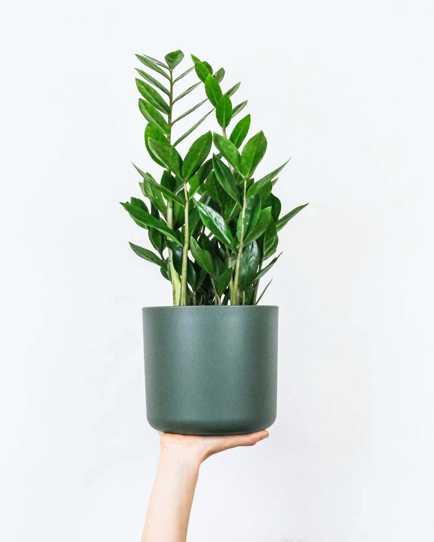 Zamia Bitkisi