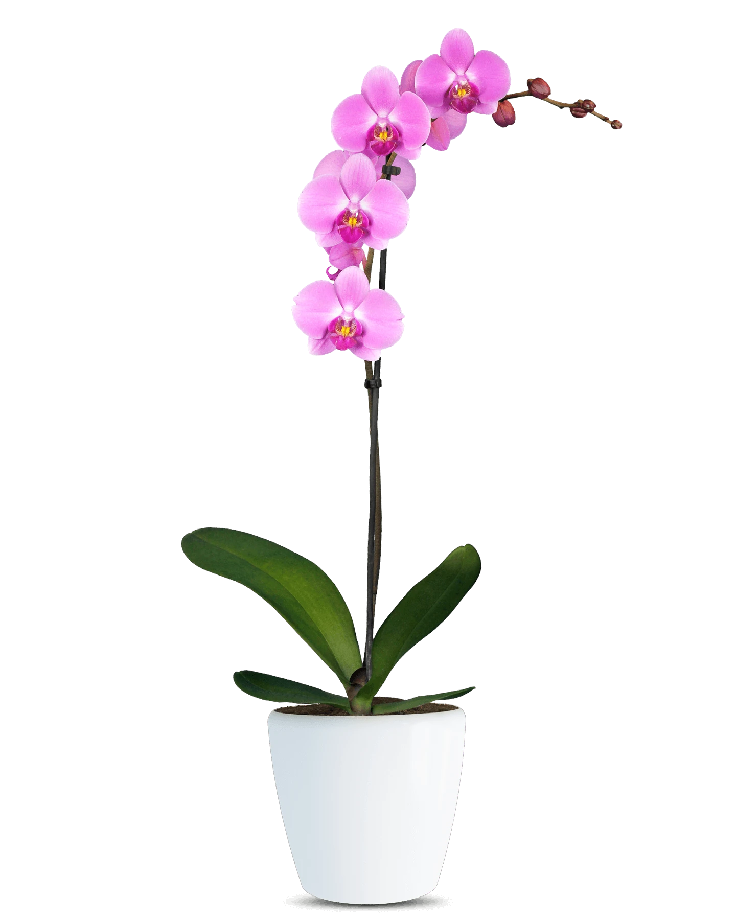 pembe-orkide-phalaenopsis