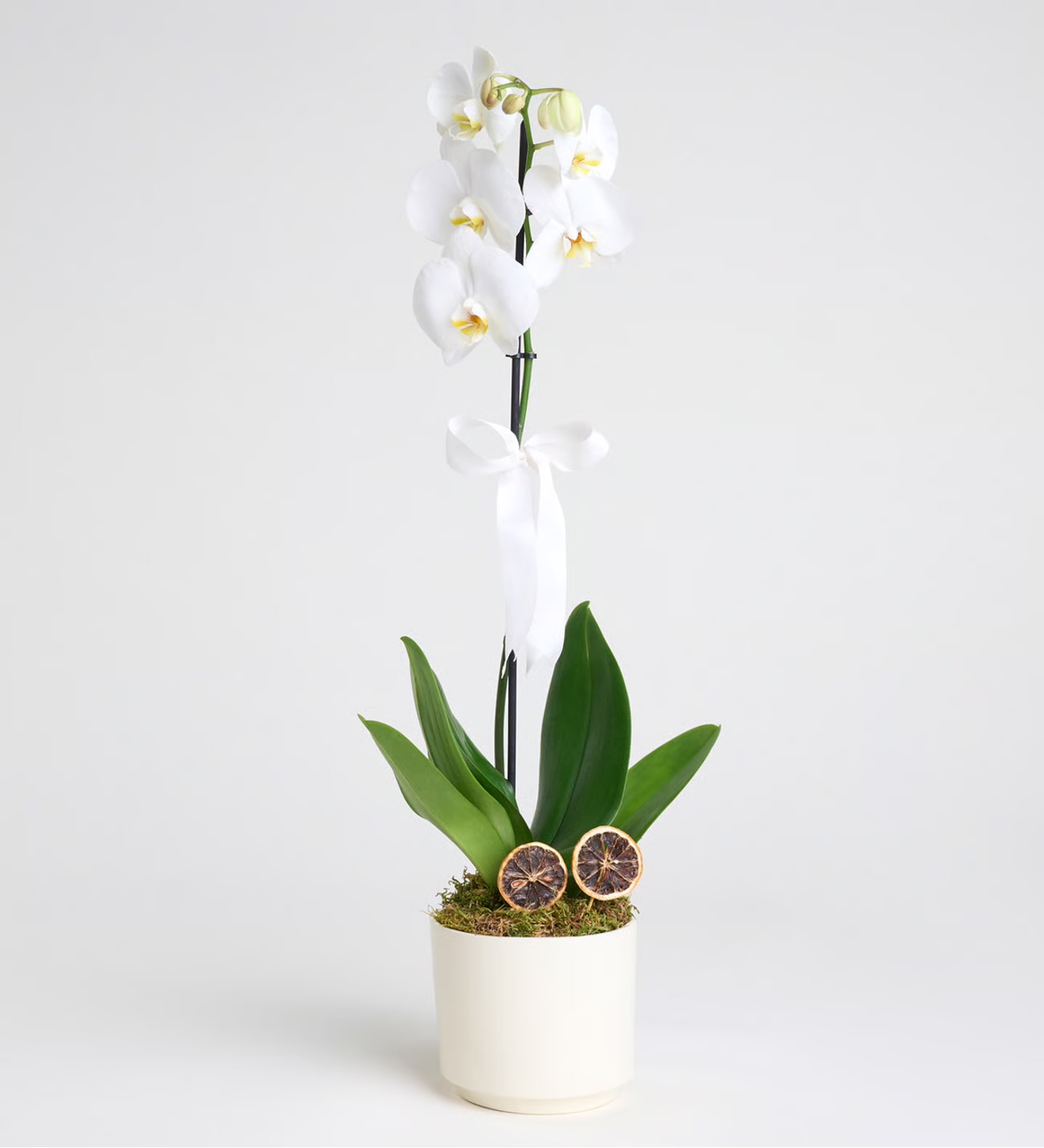beyaz-orkide-phalaenopsis-orkide0121