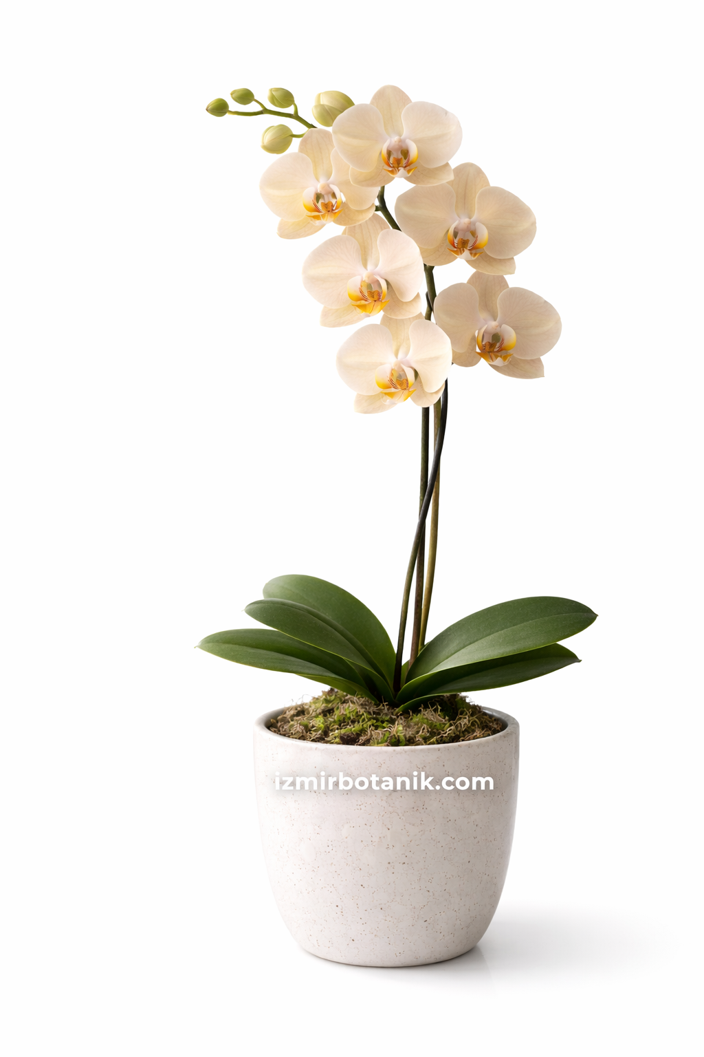 champagne-krem-tek-dal-orkide-phalaenopsis