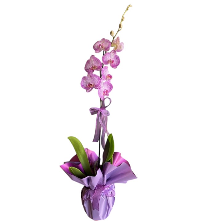 harlequin-fusya-orkide-phalaenopsis-harlequin